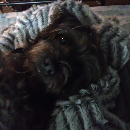 image of my dog